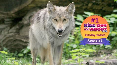Wolf Conservation Center Voted Top Place To Visit With Children Wolf