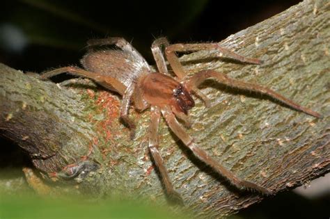Where Do Brown Recluse Spiders Live Worldatlas Images And Photos Finder