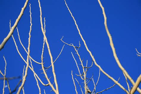 Bare Twigs Against Blue Sky Free Stock Photo Public Domain Pictures