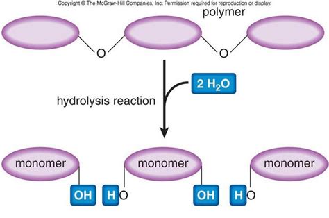 Hydrolysis And Condensation Synthesis Biological Molecules