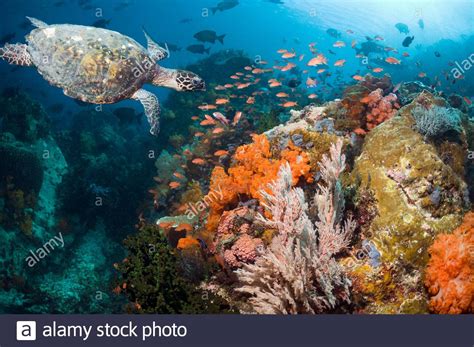 Hawksbill Turtle Eretmochelys Imbricata Swimming Over Coral Reef