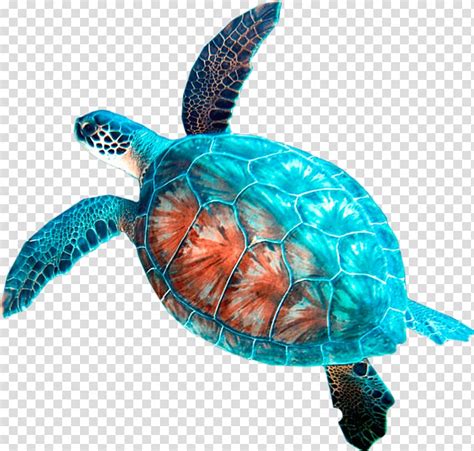 Loggerhead Sea Turtle Car Rental Hanauma Bay Turtle Transparent