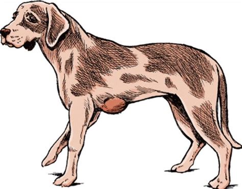 Dogconditionsskincmultilipoma Lipomas Fatty