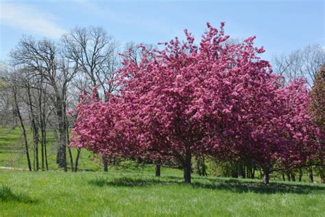 Rebecca Cunningham Dwarf Flowering Crabapple Trees Zone 5 Small Or