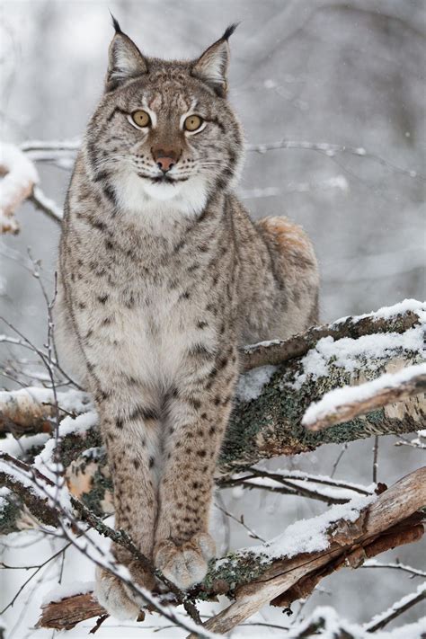Beautiful Wildlife “ European Lynx Norway By Jamen Percy ” Lynx