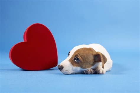 Valentines Puppy Wallpapers Wallpaper Cave