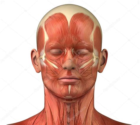 Sistema Muscular Facial Anatomía Frontal Vista Anterior 2022