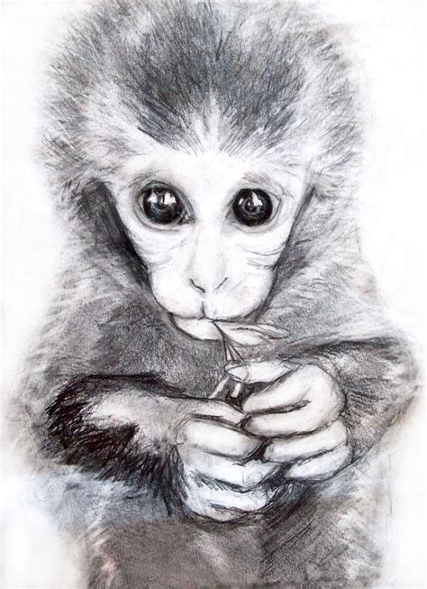 Free Monkey Drawings Download Free Monkey Drawings Png Images Free
