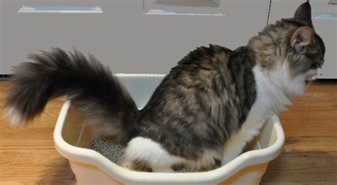 This video is about getting out alive. cat cystitis treatment involves much more than a shot of antibiotics and to understand this and answer the question why cant my. Feline Urological Syndrome: Facts You Need To Know About ...