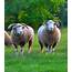 About Ewephoric Texas Sheep  Horned Dorset And Gifts For Sale