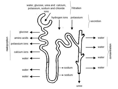 Urine Boundless Anatomy And Physiology