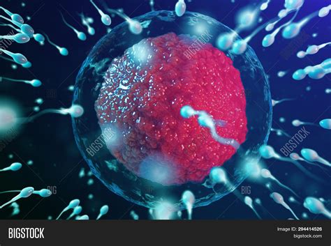 3d Illustration Sperm And Egg Cell Ovum Sperm Approaching Egg Cell