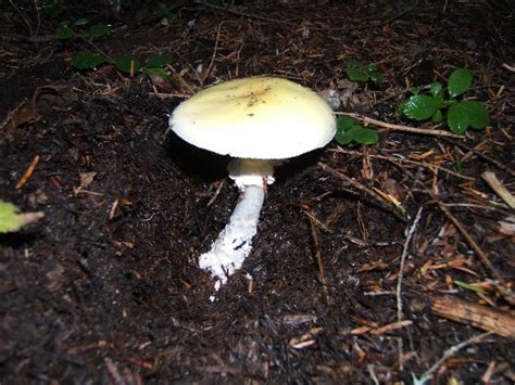 Ford Pinchot Walk About Mushroom Hunting And