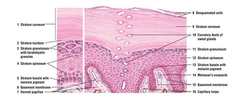 Skin Sweat Duct Traveling Through Epidermis Integumentary System