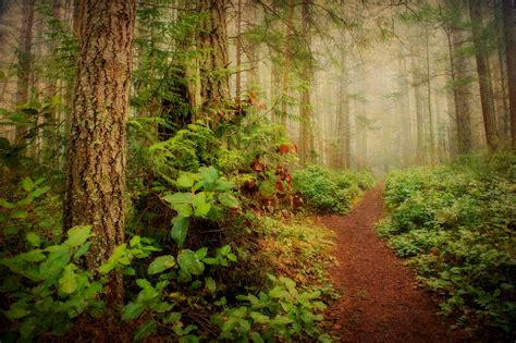 Pacific Northwest Forest A Trail Meandering Through A Fore Flickr