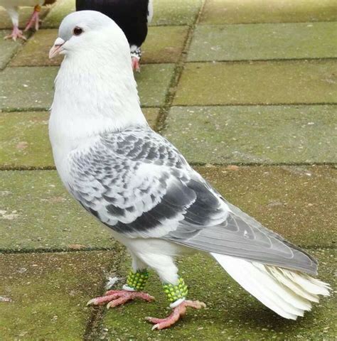 17 Best Images About Large Pigeon Breeds On Pinterest Pigeon Pictures