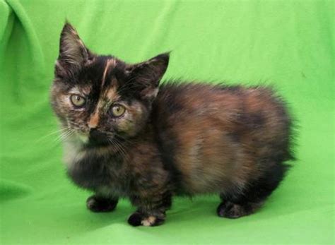 Precious Rughugger Munchkin Kitten Female For Sale In Del Valle