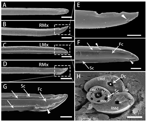 Insects Free Full Text Fine Structural Morphology Of The Mouthparts
