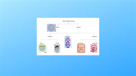 Vascular Tissue System Simplified Biology