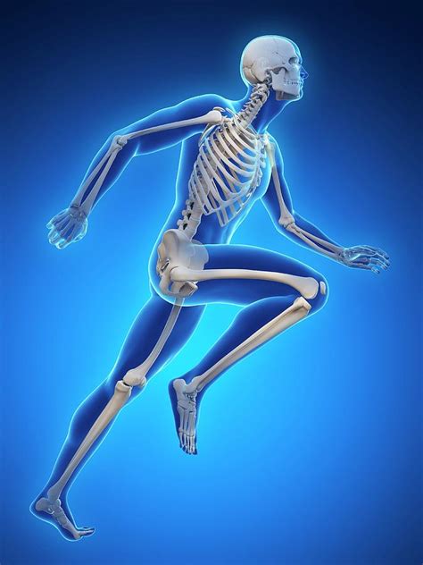 Skeletal System Of Runner 16 Photograph By Sebastian Kaulitzki Fine