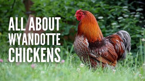 Wyandotte Chickens Breed Profile Facts And Care Youtube
