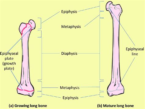 Epiphyseal plates can be located at one or both ends of a long bone. Bone macrostructure. (a) Growing long bone showing ...