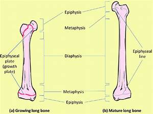 Proximal Epiphysis Long Bone Diagram