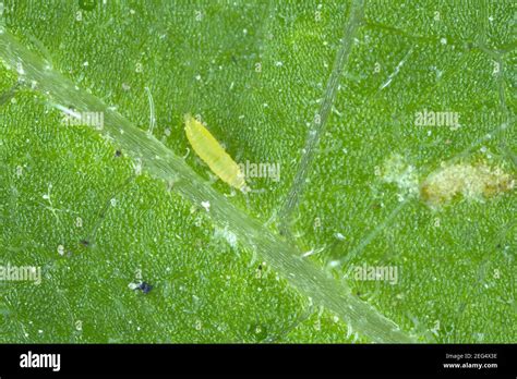 Thrips High Resolution Stock Photography And Images Alamy