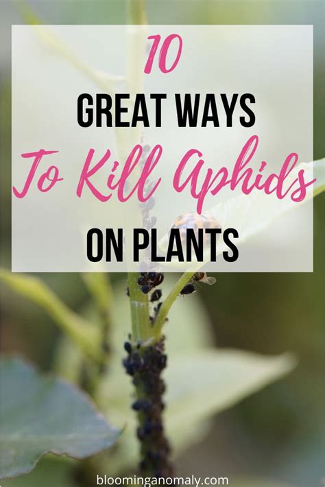 Grow plants for a homemade aphid control. How to Get Rid of Aphids | Aphids on plants, Get rid of ...