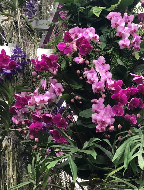 The ‘wow Factor Of 7000 Orchids At The New York Botanical Garden