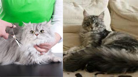 Persian Cat Vs Maine Coon A Complete Difference Catqueries
