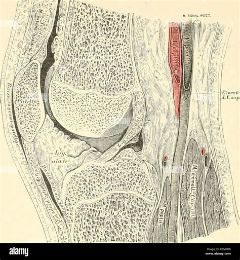 Anatomie Des Unterschenkels Stockfotos Anatomie Des Unterschenkels My