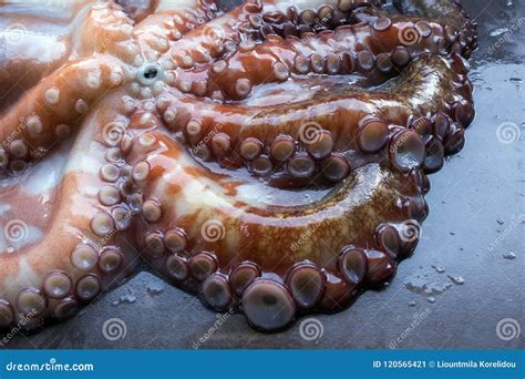 Whole Raw Octopus On A Black Stone Table Concept Healthy Food Fresh