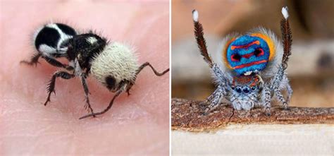17 Amazing Creatures That Look Like They Belong To Another Planet