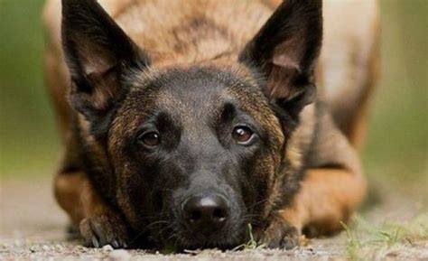 14 Absorbing Facts About Belgian Malinois The Dogman