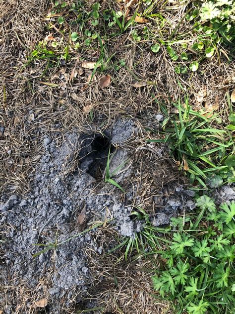 What Is Causing These Holes In My Front Yard A Few Inches Wide And