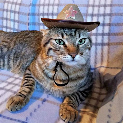 Cat Cowboy Cat Cowboy Hat Boots Image And Photo Free Trial Bigstock