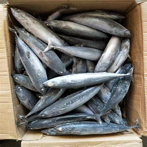 Sea Frozen Bonito Tuna Fish For Wholesale Marketsouth Africa Price