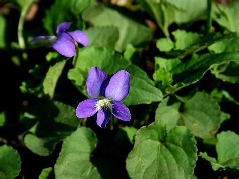 Wild Violets Photograph By David Dunham Fine Art America