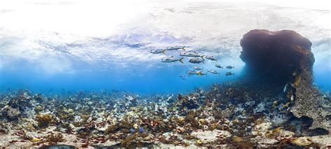 Deep Reefs Unlikely To Save Shallow Coral Reefs Uq News The