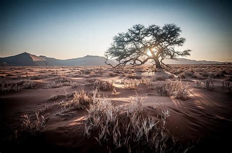 Africa Namibia Safari Sunrise Sand Dune Tree Sunset Desert Sand