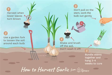 How And When To Plant Garlic Bulbs