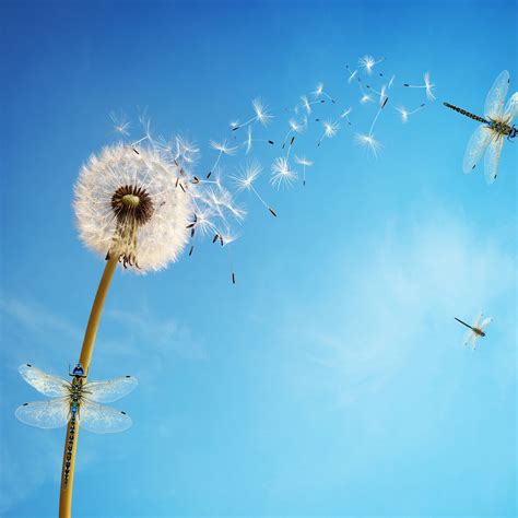 Dandelion Flower Wallpaper 4k White Dragonflies Blue Sky