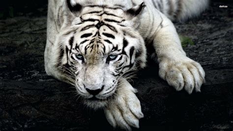 White Tiger Hd Wallpapers Wallpaper Cave