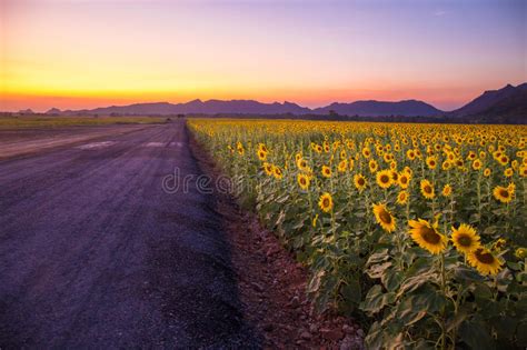 Aug 27, 2019 · the ranunculus flowers at the carlsbad ranch in san diego, california, are best seen in the spring. Field Of Blooming Sunflowers On A Background Sunset Or ...