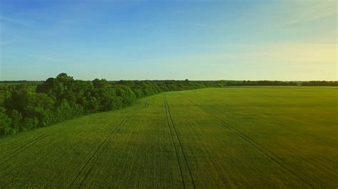 Wheat Field Aerial Landscape Barley Agricultural Field Aerial View