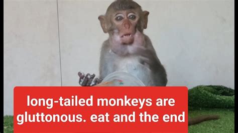 Long Tailed Monkeys Are Gluttonous Eat And The Endmonkey Baby Hihi