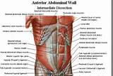 Lower Back Core Muscles Photos
