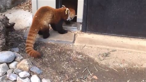 Red Panda Mating At The National Zoological Park Youtube