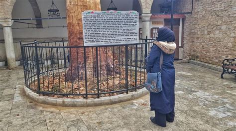 Kurumaya yüz tutmuş 350 yıllık ağacı heykele dönüştürdüler Bandırma Haber